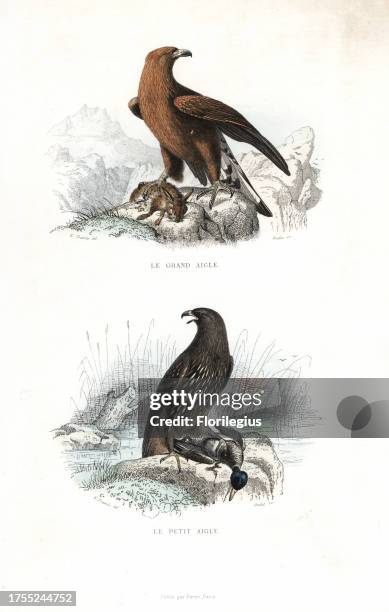 Golden eagle, Aquila chrysaetos, with rabbit and spotted eagle, Aquila clanga, with duck. Handcoloured engraving on steel by Oudet after a drawing by...