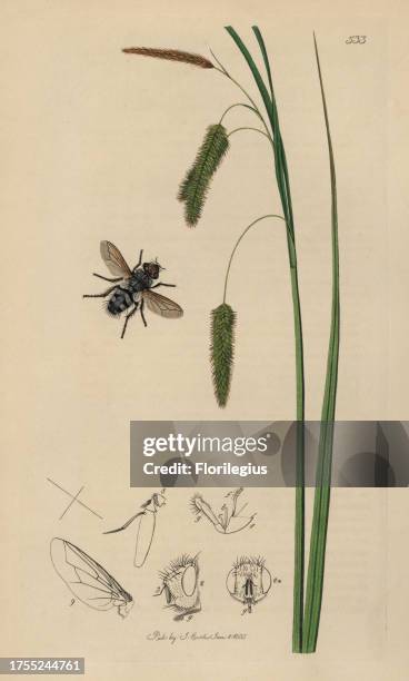 Gonia ruficeps, Gonia picea, Red-headed Gonia fly, with bastard cyperus carex grass, Carex pseudo-cyperus. Handcoloured copperplate drawn and...