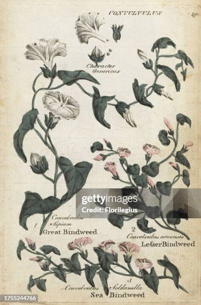Great bindweed, Convolvulus sepium, sea bindweed, Calystegia soldanella, and lesser bindweed, C. Arvensis. Handcoloured botanical copperplate...