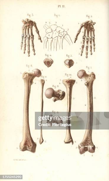 Hand Mount Tibia 2,524 Tibia Anatomy Stock Photos, High-Res Pictures, and Images - Getty ...