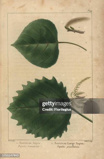 Leaves and aments of the American aspen, Populus tremuloides, and American large aspen, Populus grandidenta. Handcolored stipple engraving from a...