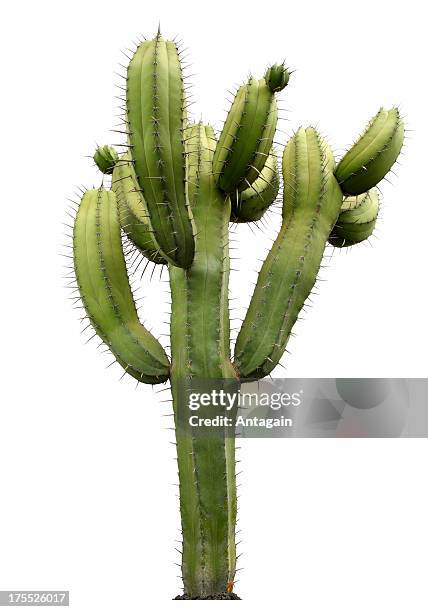cactus - cacto - fotografias e filmes do acervo