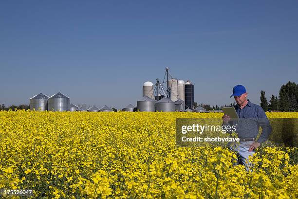 farmer and silos - canola stock pictures, royalty-free photos & images