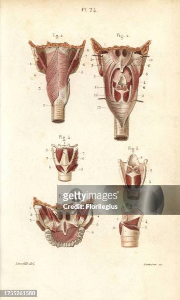 Muscles of the pharynx and larynx. Handcolored steel engraving by Davesne of a drawing by Leveille from Dr. Joseph Nicolas Masse's 'Petit Atlas...