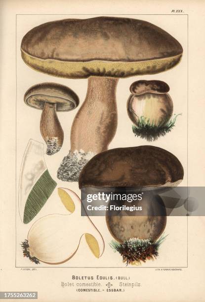 Penny bun or porcino mushroom, Boletus edulis, bolet comestible, edible. Chromolithograph by C. Krause of an illustration by Fritz Leuba from 'Les...