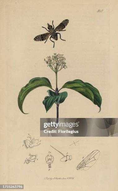 Platystoma seminationis, Spotted Flat-headed Fly, with dogberry or cornel tree, Cornus sanguinea. Handcoloured copperplate drawn and engraved by John...