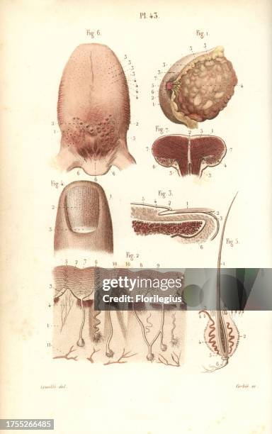 Sections of the breast, tongue, skin and finger. Handcolored steel engraving by Corbie of a drawing by Leveille from Dr. Joseph Nicolas Masse's...