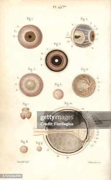 Sections of the eyeball and its membranes. Handcolored steel engraving by Davesne of a drawing by Leveille from Dr. Joseph Nicolas Masse's 'Petit...
