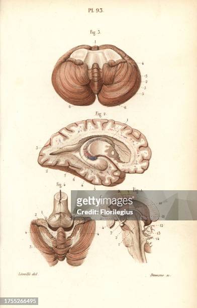 Sections through the brain, cerebellum and ventricles. Handcolored steel engraving by Davesne of a drawing by Leveille from Dr. Joseph Nicolas...