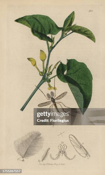Tanypus nebulosus, Anatopynia nebulosa, Clouded-winged Midge, with common birthwort, Aristolochia clematitis. Handcoloured copperplate drawn and...