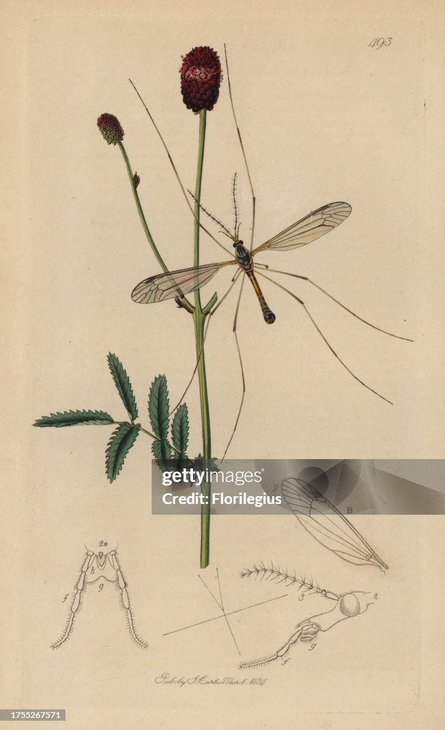 Tipula longicornis, Long-horned daddy long-legs