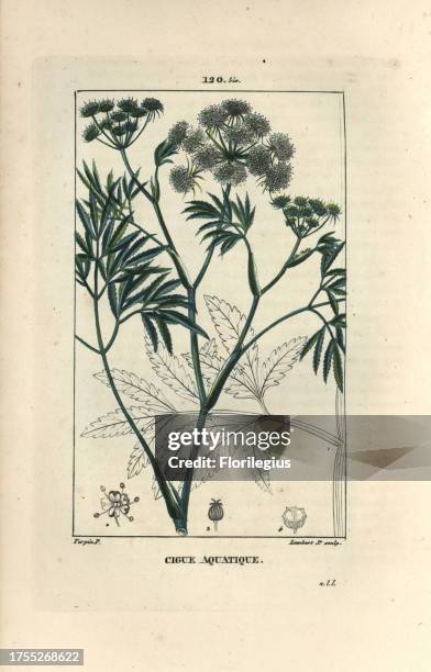 Cowbane or northern water hemlock, Cicuta virosa. Handcoloured stipple copperplate engraving by Lambert Junior from a drawing by Pierre Jean-Francois...