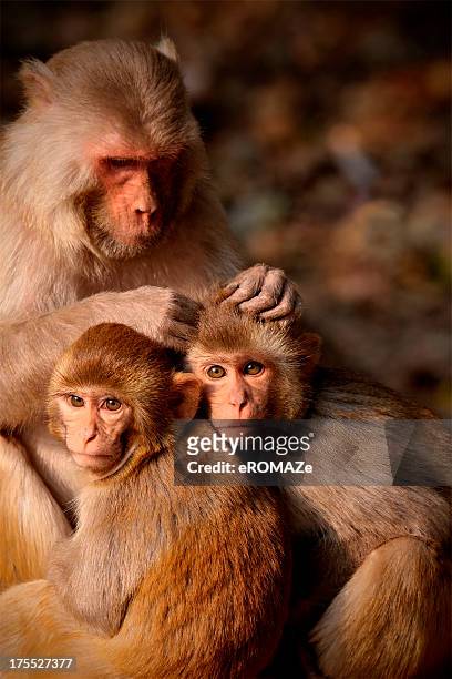 rhesus family - rhesus macaque stock pictures, royalty-free photos & images