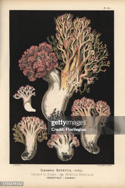 Cauliflower coral mushroom, Ramaria botrytis, Clavaria botrytis, clavaire en grappe, edible. Chromolithograph by C. Krause of an illustration by...