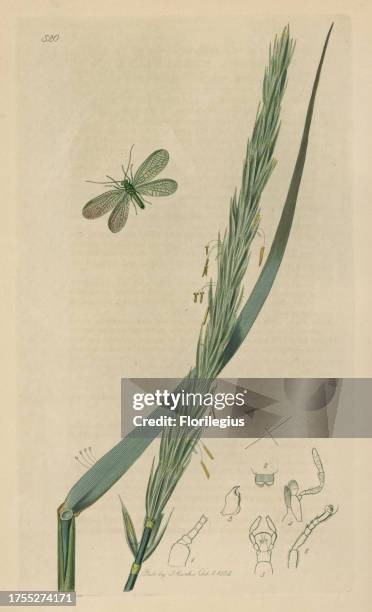 Chrysopa abbreviata, Short-winged Green Lacewing, Golden-eye moth, and upright sea lime grass, Elymus arenarius. Handcoloured copperplate drawn and...