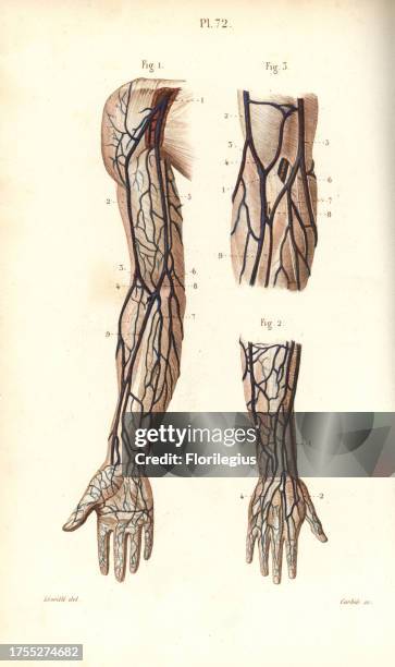 Circulatory system to the arm and hand. Handcolored steel engraving by Corbie of a drawing by Leveille from Dr. Joseph Nicolas Masse's 'Petit Atlas...