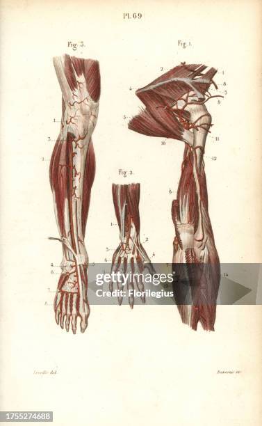 Circulatory system to the arm and hand. Handcolored steel engraving by Davesne of a drawing by Leveille from Dr. Joseph Nicolas Masse's 'Petit Atlas...