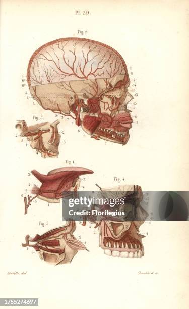 Circulatory system to the brain. Handcolored steel engraving by Choubard of a drawing by Leveille from Dr. Joseph Nicolas Masse's 'Petit Atlas...