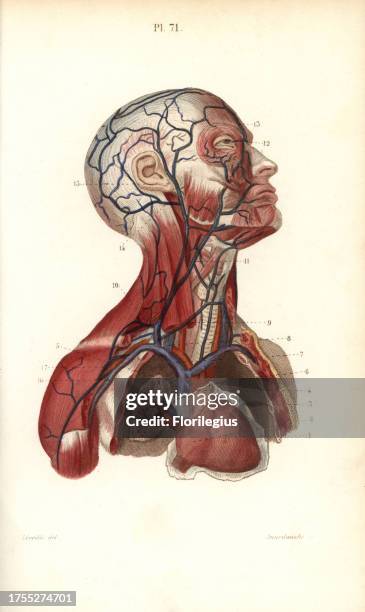 Circulatory system to the head and torso. Handcolored steel engraving by Annedouche of a drawing by Leveille from Dr. Joseph Nicolas Masse's 'Petit...
