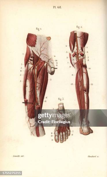 Circulatory system to the leg and foot. Handcolored steel engraving by Choubard of a drawing by Leveille from Dr. Joseph Nicolas Masse's 'Petit Atlas...