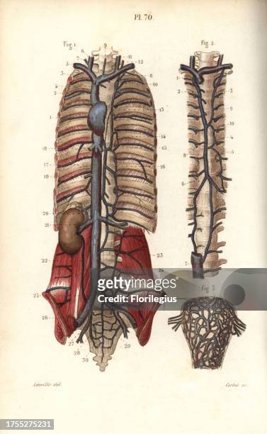 Circulatory system to the spine and uterus. Handcolored steel engraving by Corbie of a drawing by Leveille from Dr. Joseph Nicolas Masse's 'Petit...