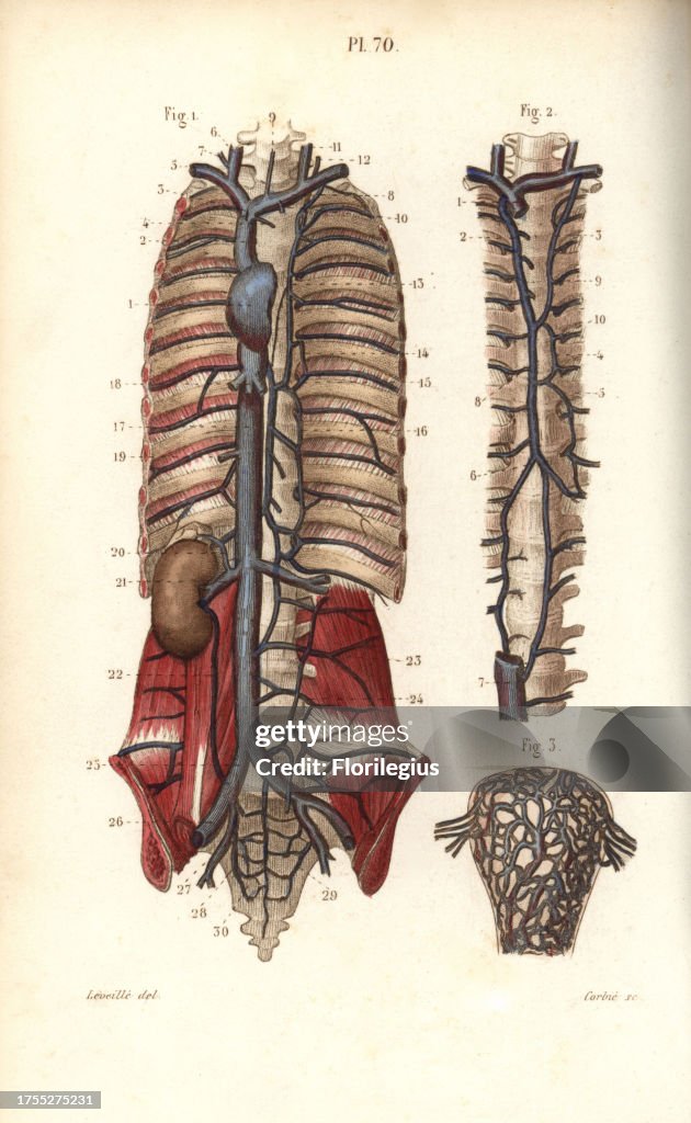 Circulatory system to the spine and uterus