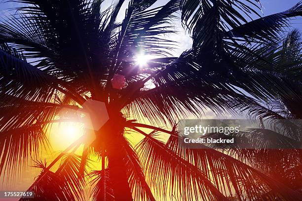 sunbeam through palm tree in summer - low angle view of silhouette palm trees against sky stock pictures, royalty-free photos & images