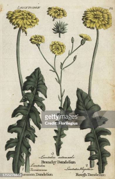 Dandelion, Taraxacum officinale, branchy dandelion, Scorzoneroides autumnalis, and rough hawkbit, Leontodon hispidum. Handcoloured botanical...