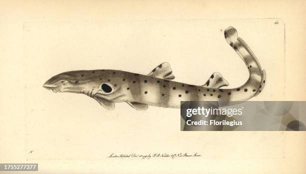 Epaulette shark, Hemiscyllium ocellatum. Illustration signed N . Handcolored copperplate engraving from George Shaw and Frederick Nodder's 'The...