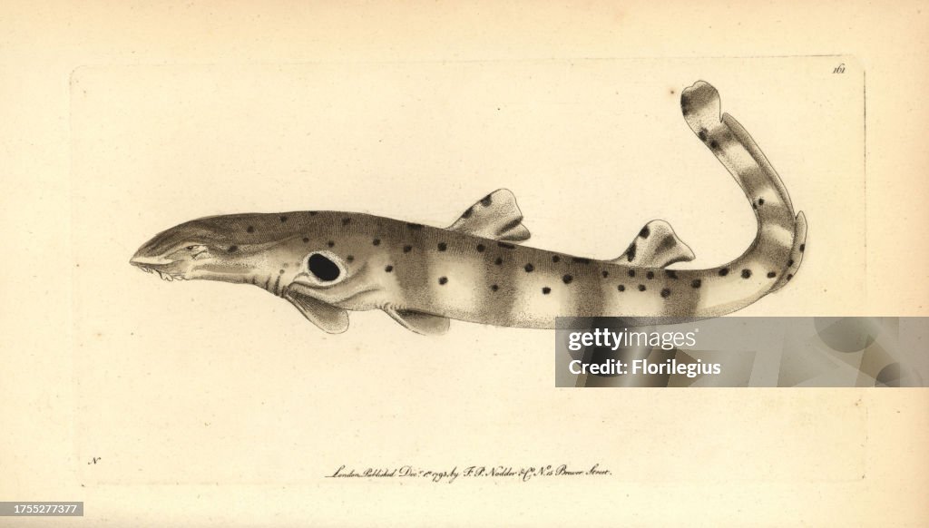 Epaulette shark, Hemiscyllium ocellatum
