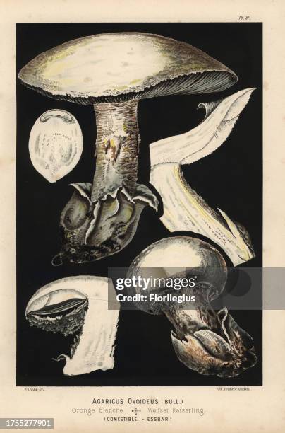 European white egg mushroom, Amanita ovoidea, Agaricus ovoideus, Oronge blanche, edible. Chromolithograph of an illustration by Fritz Leuba from 'Les...
