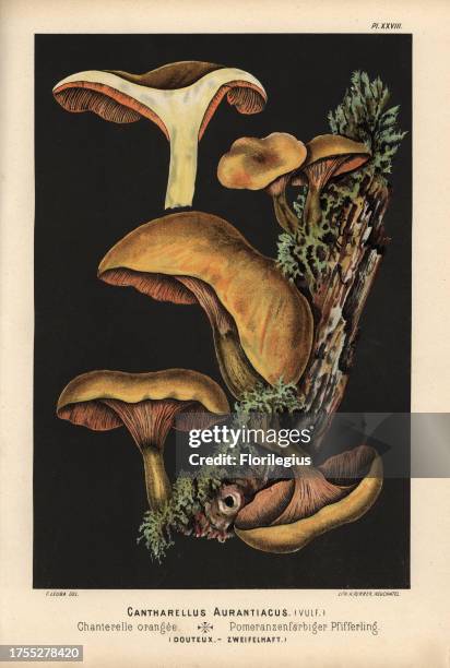False chanterelle, Hygrophoropsis aurantiaca, Cantharellus aurantiacus, Chanterelle orangee, dubious. Chromolithograph by C. Krause of an...