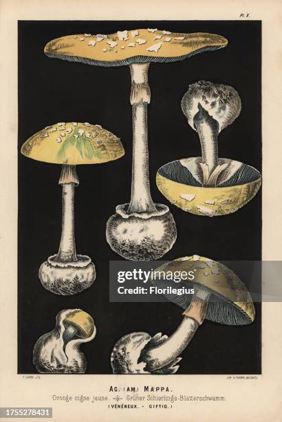 False death cap, Amanita citrina, Agaricus mappa, Oronge cigne jaune, poisonous. Chromolithograph of an illustration by Fritz Leuba from 'Les...