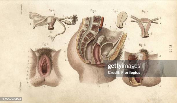 Female genital organs. Handcolored steel engraving by Giraud of a drawing by Leveille from Dr. Joseph Nicolas Masse's 'Petit Atlas complet d'Anatomie...
