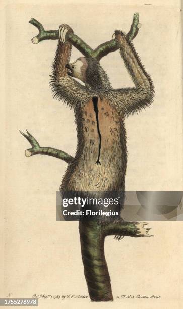 Three-toed sloth or pale-throated sloth Bradypus tridactylus Illustration signed by N . Handcolored copperplate engraving from George Shaw and...