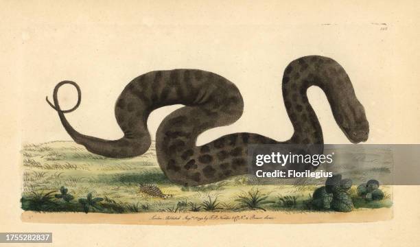 Javan file snake, elephant trunk snake, Acrochordus javanicus. Illustration signed N . Handcolored copperplate engraving from George Shaw and...