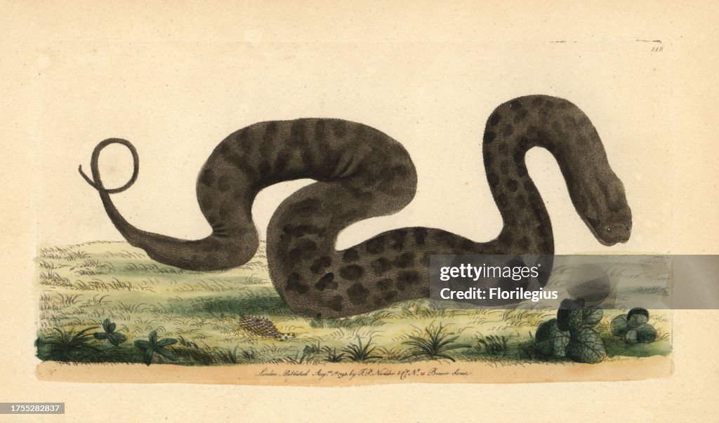 Javan file snake, elephant trunk snake, Acrochordus javanicus