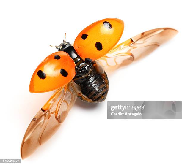 ladybug - beetle isolated stock pictures, royalty-free photos & images