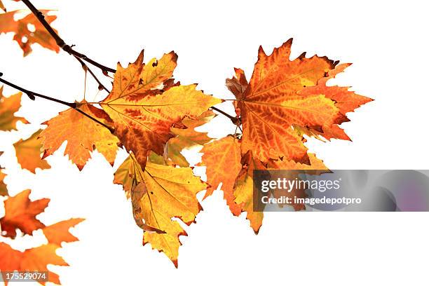 den herbst - ast pflanzenbestandteil stock-fotos und bilder