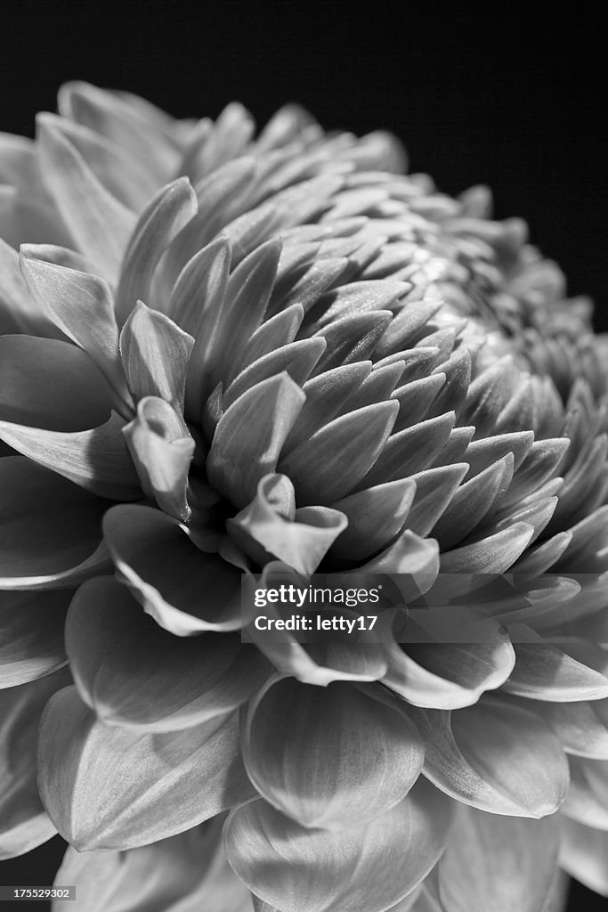 Dahlia flower macro