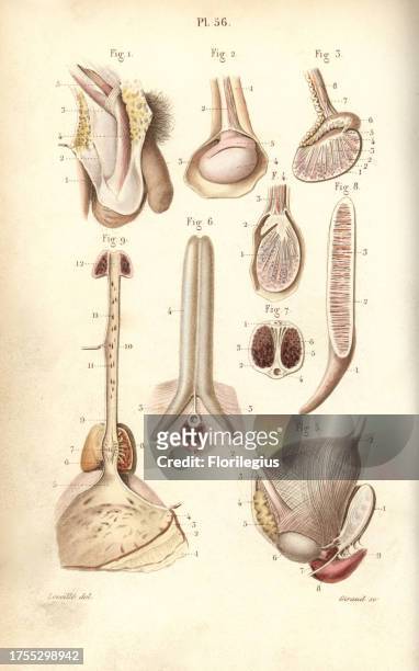 Penis, testes and scrotum. Handcolored steel engraving by Giraud of a drawing by Leveille from Dr. Joseph Nicolas Masse's 'Petit Atlas complet...