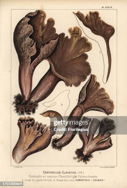 Pig's ears mushroom, Gomphus clavatus, Craterellus clavatus, Craterelle en massue, edible. Chromolithograph by C. Krause of an illustration by Fritz...