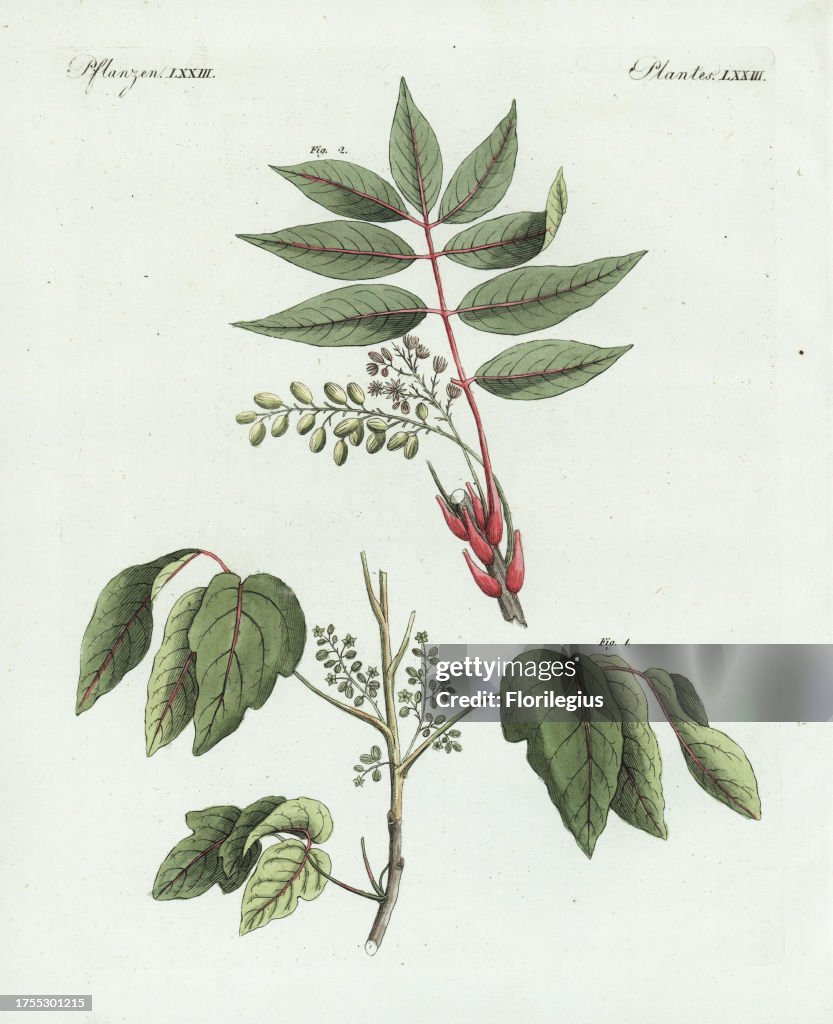 Poison ivy and sumac from Bertuch's 'Bilderbuch fur Kinder,' Germany, 1798