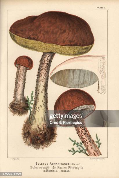 Red-capped scaber stalk, Leccinum aurantiacum, Boletus aurantiacus, bolet orange, edible. Chromolithograph by C. Krause of an illustration by Fritz...