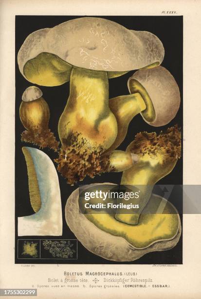 Rooting bolete, Boletus radicans, Boletus macrocephalus, Bolet a grosse tete, edible. Chromolithograph by C. Krause of an illustration by Fritz Leuba...