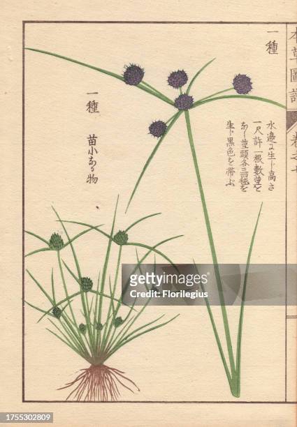 Roots, reeds and flowers of variable flatsedge or smallflower umbrella-sedge, Cyperus difformis L. Colour-printed woodblock engraving by Kan'en...