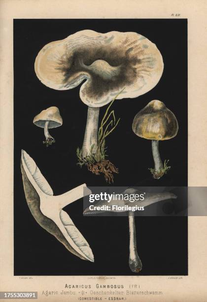 St. George's mushroom, Calocybe gambosa, Agaricus gambosus, Agaric jambu. Chromolithograph by C. Krause of an illustration by Fritz Leuba from 'Les...