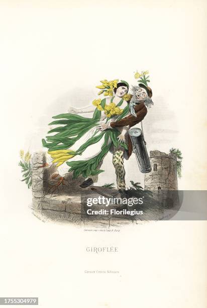 Wallflower flower fairy, Erysimum cheiri, in dress of leaves and petals, being uprooted and kidnapped from a ruined castle by a botanist with shovel...