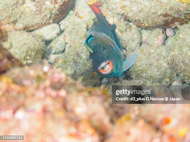 beautiful parrotfish being cleaned by a cleaner wrasse and a tainoe isopod (parasite) emerging from its mouth.

hirizo beach, nakagi, south izu, kamo-gun, izu peninsula, shizuoka, japan,
photo taken october 22, 2023.
in underwater photography. - cleaner wrasse stock pictures, royalty-free photos & images