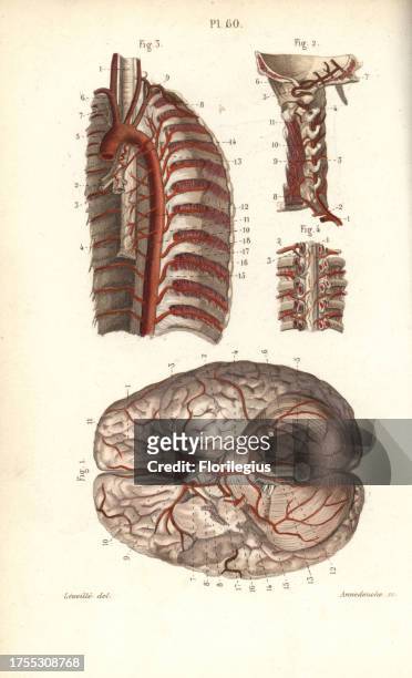 Circulatory system to the brain and spine. Handcolored steel engraving by Annedouche of a drawing by Leveille from Dr. Joseph Nicolas Masse's 'Petit...